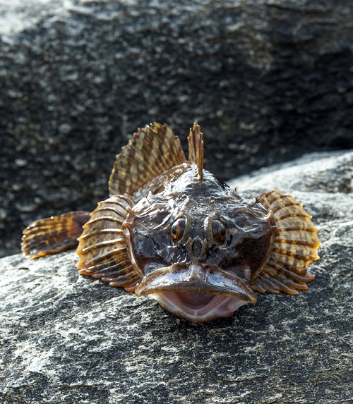 The World's Ugliest Fishes