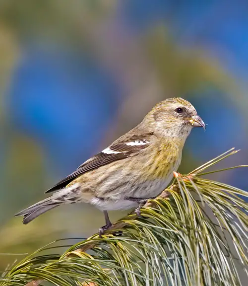 White-striped avian species