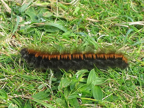 Caterpillars that are orange and black