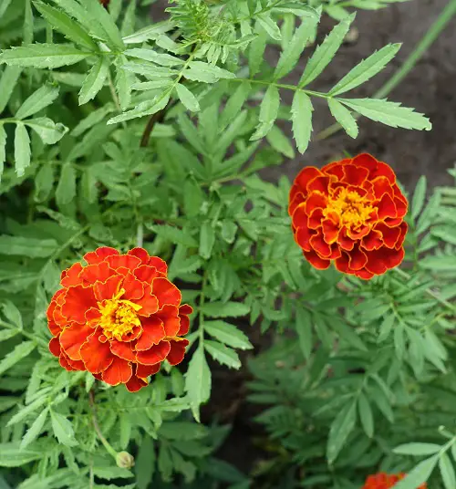 Stunning Red Flowers With Yellow Center