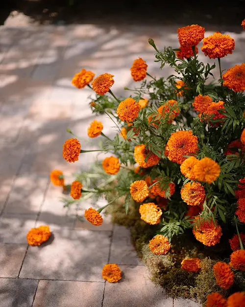 October Birth Flower Meaning - Marigold