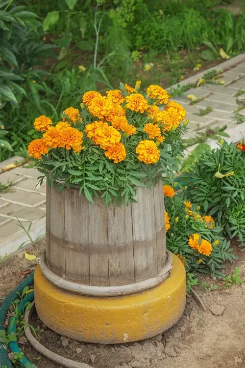 Best Flowers for Speedy Growth 1