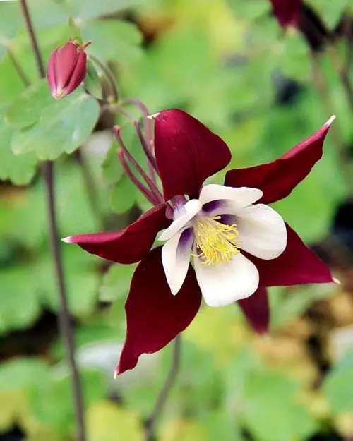 Beautiful Maroon Flowers for the garden