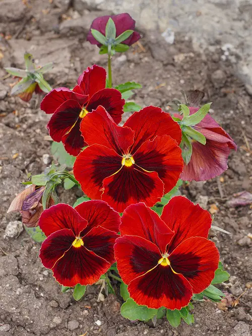 Glorious Maroon Flowers for the Garden