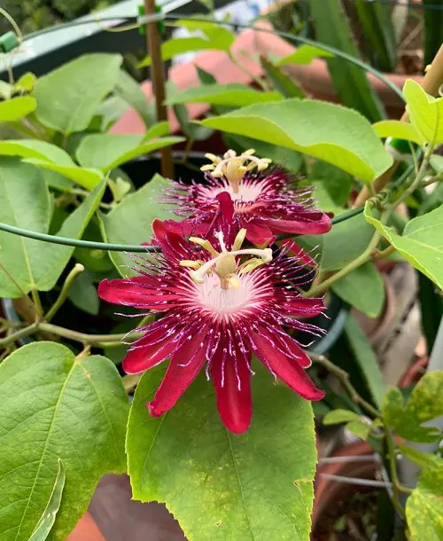 Stunning Maroon Flowers for the Yard