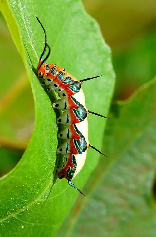 Orange and Black Caterpillars With image
