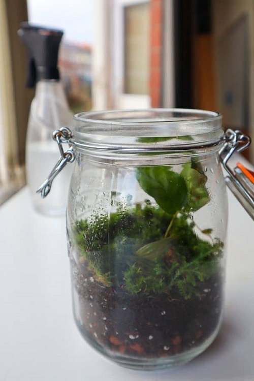 Mason Jar Terrarium for Tabletops