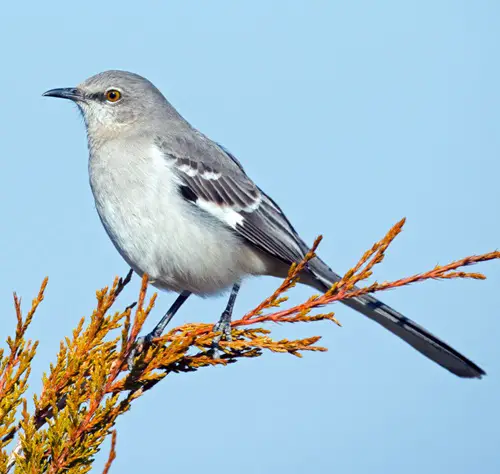 lovely Birds with White Stripes on Wings9