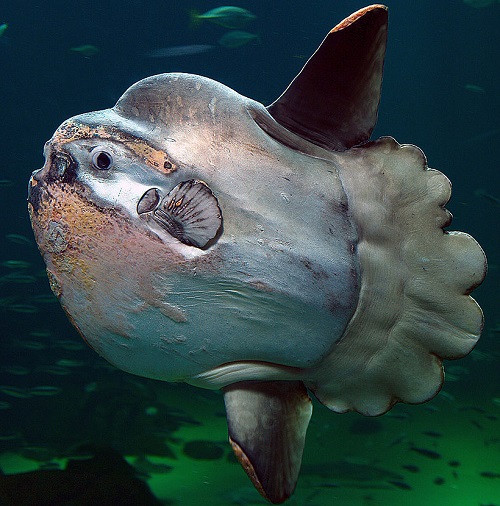 Worst Disgusting Fish in the World