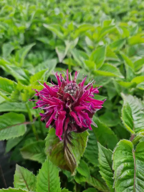 Beautiful Maroon Flowers for Your Yard