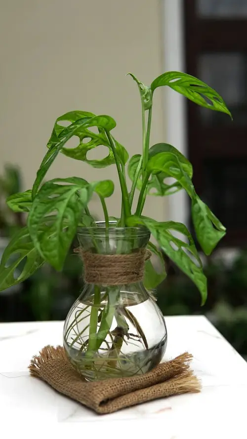  Best Types of Monstera to Grow in Water
