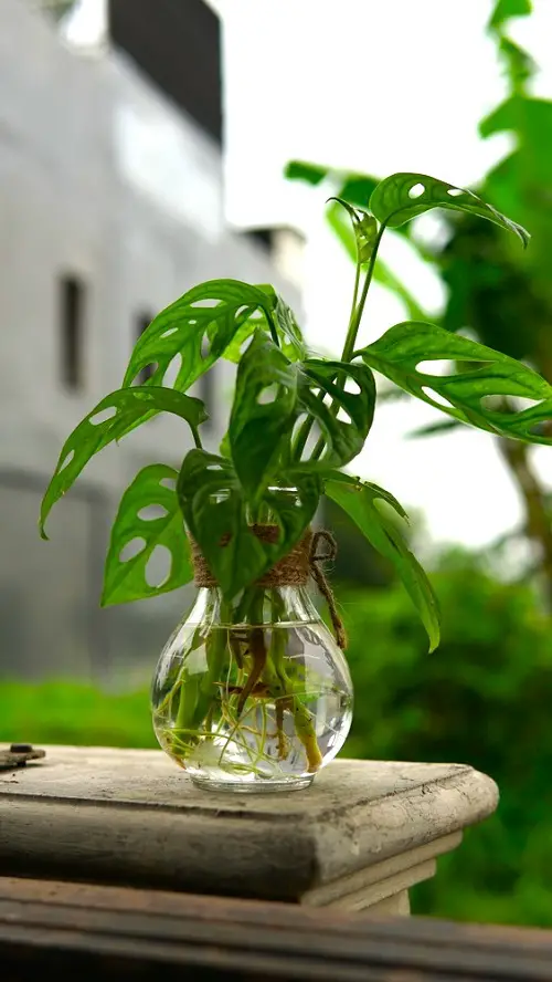 Adanson’s Monstera You Can Grow in Glass Bowls
