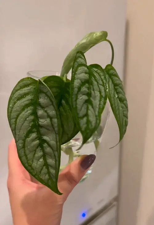top best Types of Monstera to Grow in Water