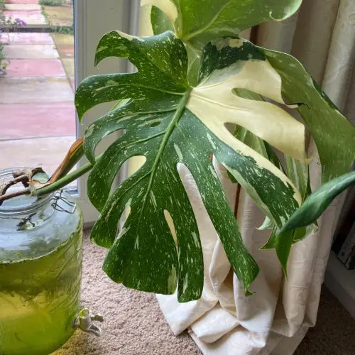  amazing Monstera Varieties to Grow in Water