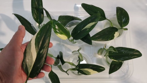 Best Monstera Varieties for Water Growth