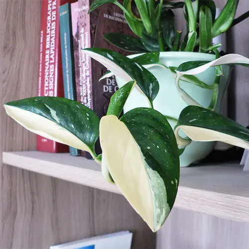 Beautiful Monsteras with Tiny Leaves