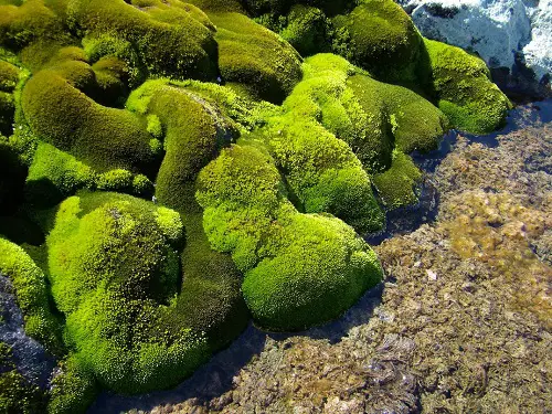 Plants that Attract Snakes rock Garden Plants: Rocky Refuge