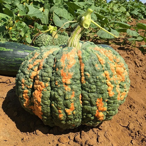 Green Pumpkin Varieties 