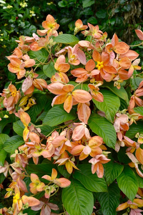 top best Tropical Plants With Orange Flowers