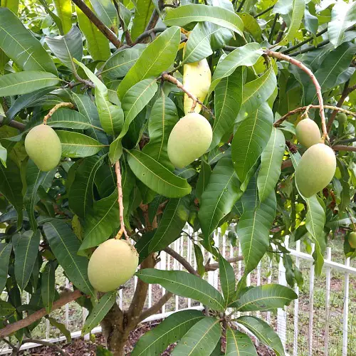 juicy Sweetest Mango Varieties 15