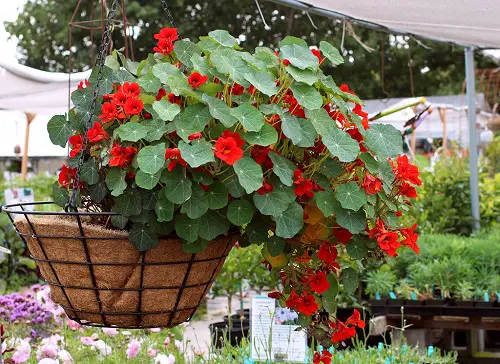 Edible Plants for Hanging Baskets 11