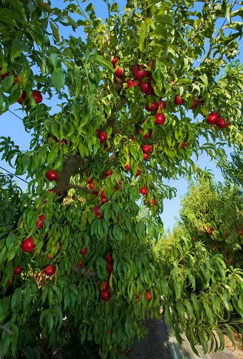 top Zone Fruit Trees in garden