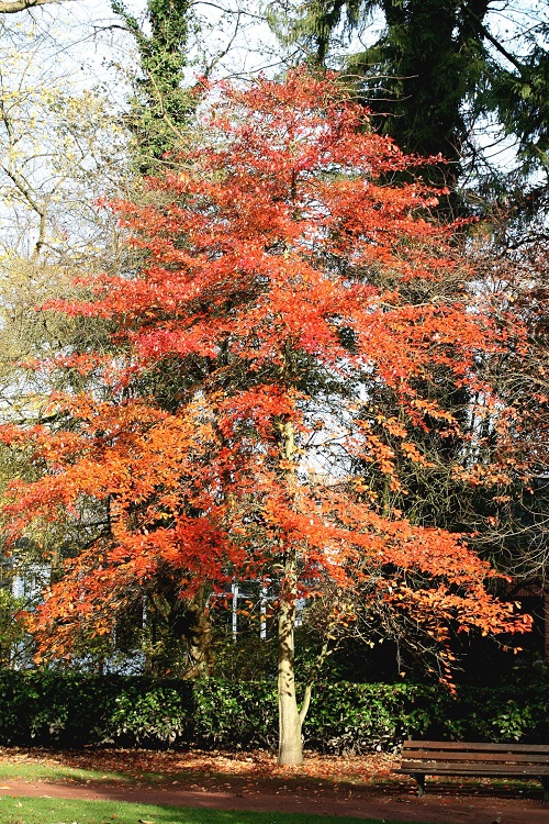 beautiful Trees With Smooth Gray Bark 9