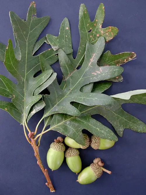 Oak Tree Leaves Benefits and Uses