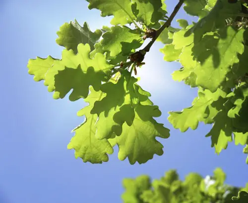 Oak Tree Leaves Identification