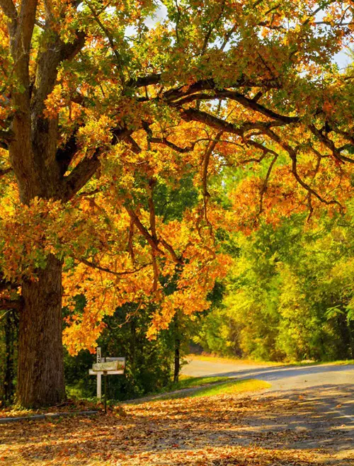Oak Tree Leaves Identification, Benefits, and Uses