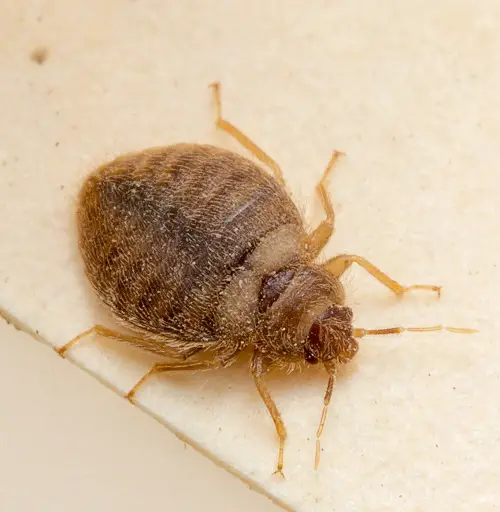 Bugs that Look like Bed Bugs