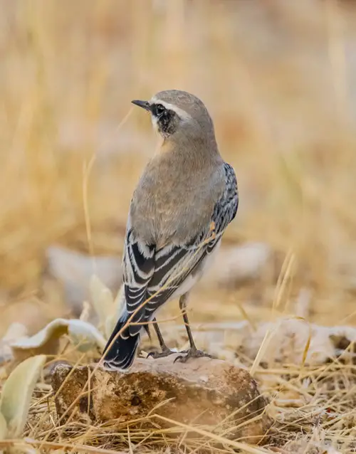 top White-striped birds' wings