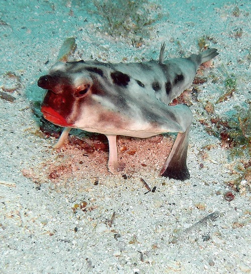9 top Fish with the Ugliest Looks in the World