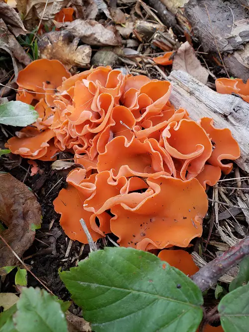 best Mushrooms that Look Like Flowers