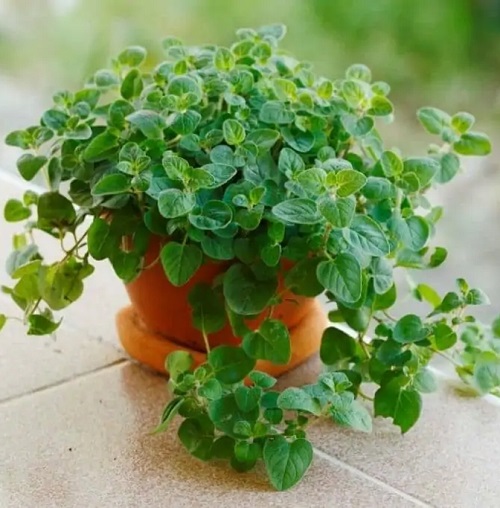 The Magical Properties of Oregano Spiritual Properties of Oregano