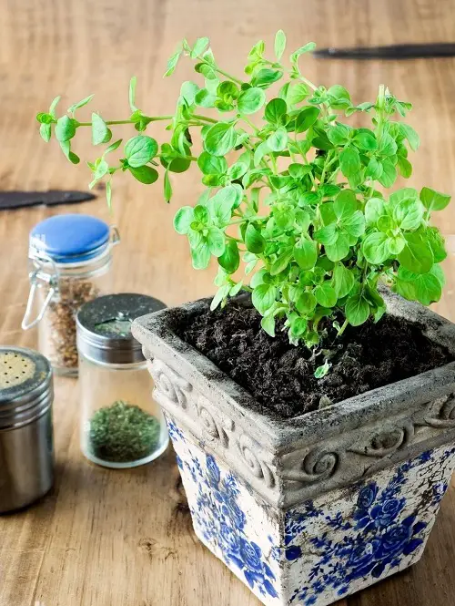 The Magical Properties of Oregano