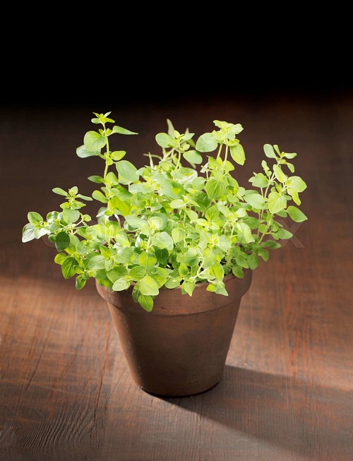 The Magical Properties of Oregano Promotes Peace and Tranquility at Home