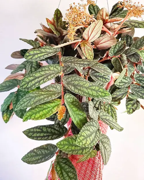 Indoor Plants that Look like Watermelons 7