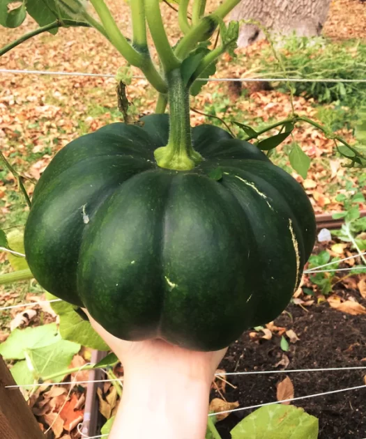 Green pumpkin varieties: the best kinds
