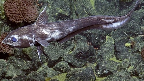 The World's Ugliest Fishes image 