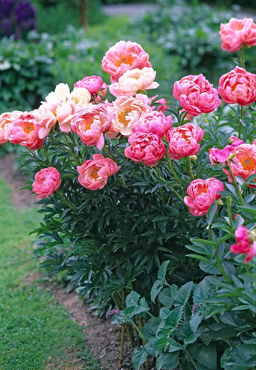 Hot Pink Flowers 