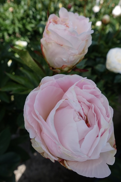 Best Types of Pink Peonies
