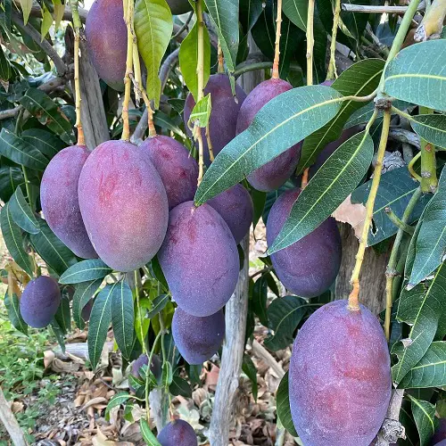 best Most Delicious Mango Varieties Worldwide
