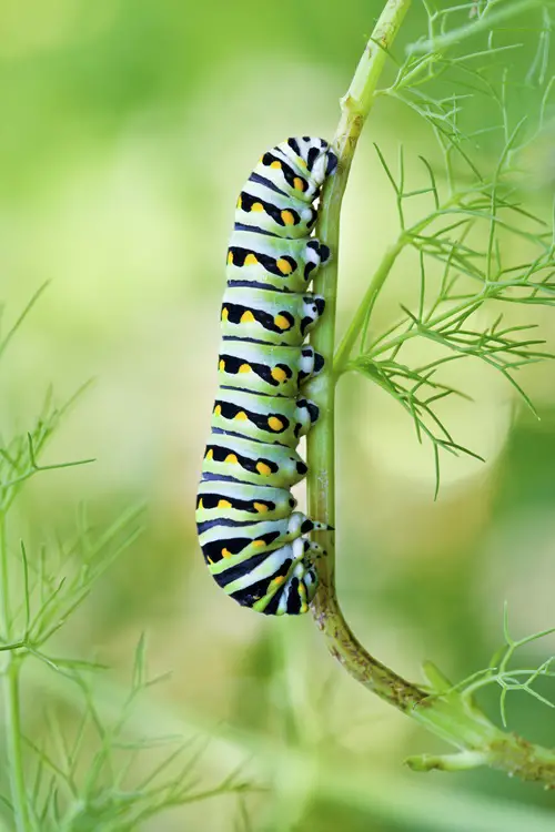 beautiful Orange and Black Caterpillars