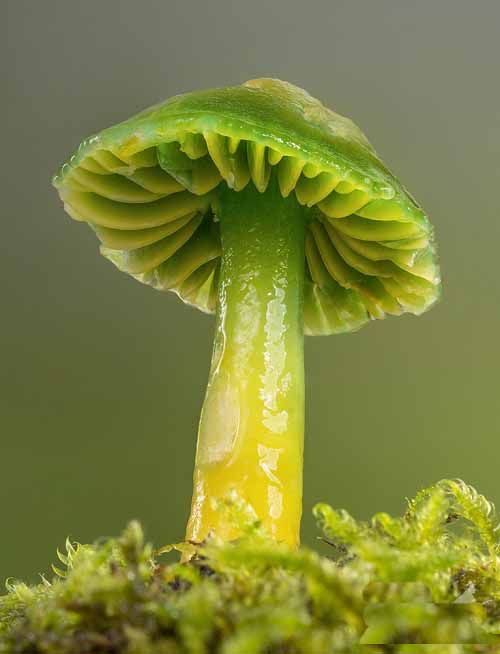 beautiful Mushrooms that Look like flowers