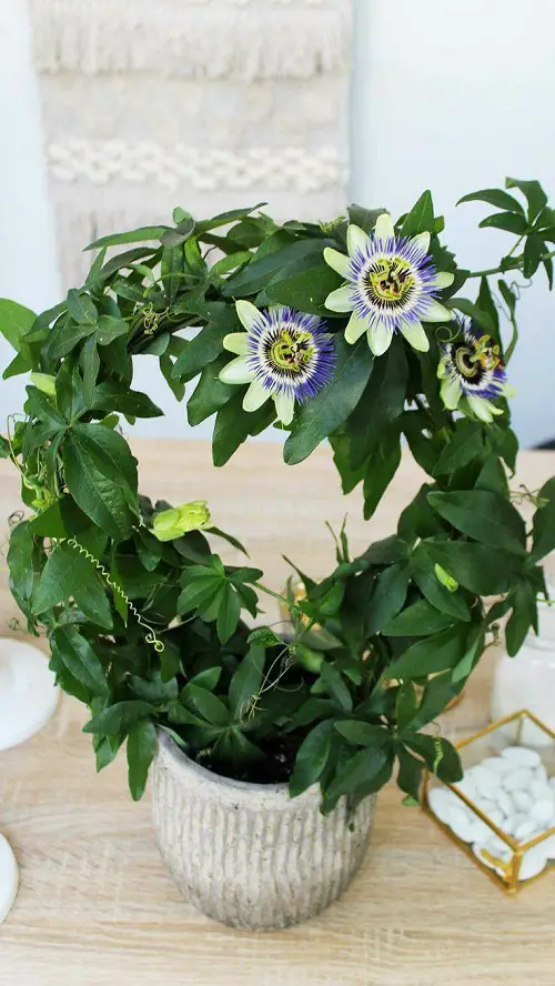 Exotic and Unique Vines in pot