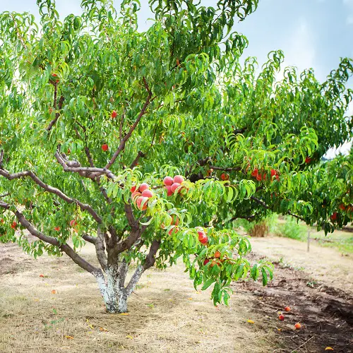 peach Best Zone 7 Fruit Trees