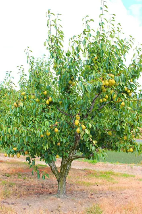 Zone 7 Fruit Trees