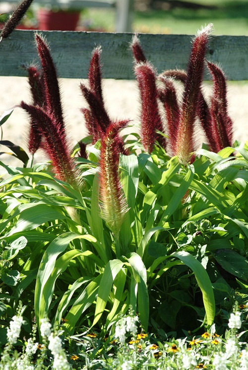 Flowers That remends Cats Tail