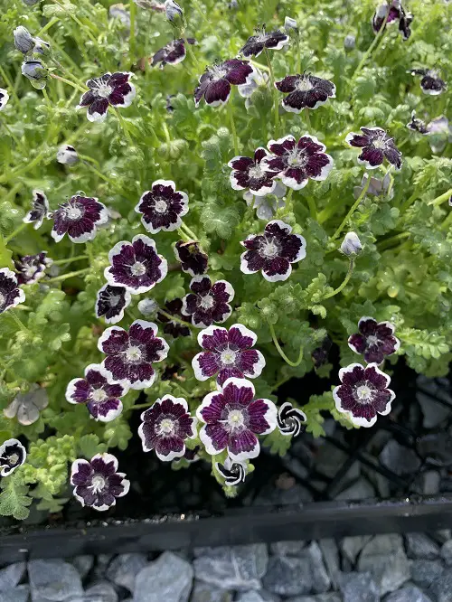 The Most Gothic Garden Flowers